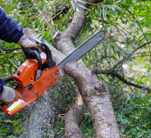logger cutting the tree with a chainsaw