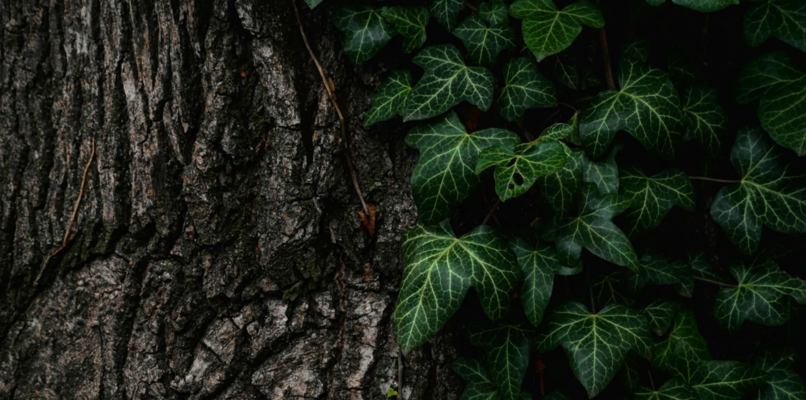 tree trunk covered in leaves
