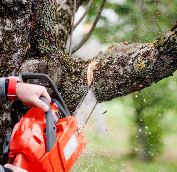 arborist removing a tree with a chainsaw